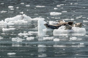 harbor seals on floating ice