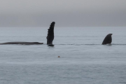 Humpback whales (2)