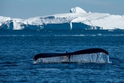 humpback whale in the icebergs, Ilulissat