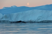 humpback whales in the icebergs, Ilulissat
