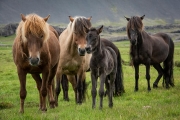 Icelandic Horses and foal