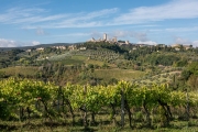 vineyards and olive groves, San Gimignano