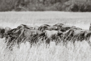 Wildebeests in the Mara