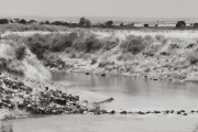 Wildebeests crossing the Mara River