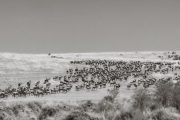 Wildebeests herd gathering after crossing the Mara River