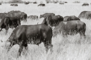 Cape Buffalo, Masai Mara