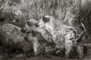 Hyenas, Masai Mara