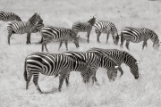 Zebras, Masai Mara