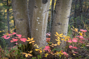 aspens and undergrowth
