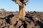 Quiver Tree forest