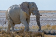 Elephant after mud bath