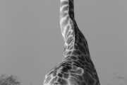 giraffe, Etosha