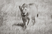 Lioness, Etosha