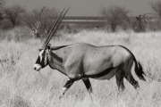 Oryx, Etosha