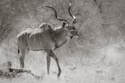 Kudu, Etosha
