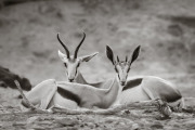 Springbok, Hoanib Valley
