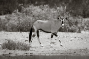 Oryx, Hoanib Valley