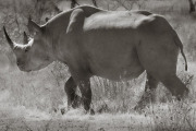 Rhinocerous, Etosha