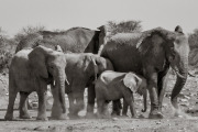 Elephants, Etosha