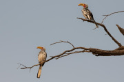 Hornbills, Hoanib Valley