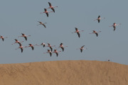 Flamingos, Swakopmund