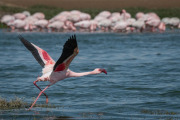 Flamingo, Swakopmund