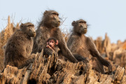 Baboons, Hoanib Valley