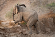 Elephant, Hoanib Valley