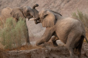 Elephants, Hoanib Valley