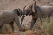 Elephants, Hoanib Valley