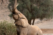 Elephant, Hoanib Valley