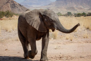 Elephant,  Damaraland