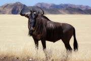 wildebeest, Sossusvlei