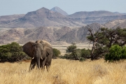 desert adapted elephant, Damaraland