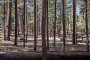 pine forest near Valles Caldera
