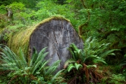 Bogachiel rainforest, Olympic National Park, Washington