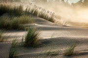 Coastal dunes, Oregon