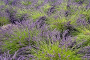 Lavender, Sequim, Washington