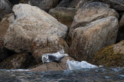 Seals, Resurrection Bay