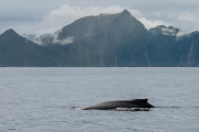 Fin whale, Resurrection Bay