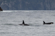 Orcas, Resurrection Bay
