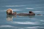 Sea Otter, Resurrection Bay
