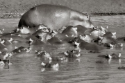 Hippos at Retina, Serengeti
