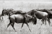 Wildebeest, Ngorongoro Crater
