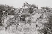 Giraffes, Serengeti