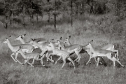Impala, Serengeti