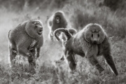 Baboons, Serengeti