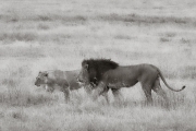 Lions, Serengeti