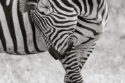 Zebra, Serengeti