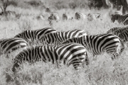 Zebras, Serengeti